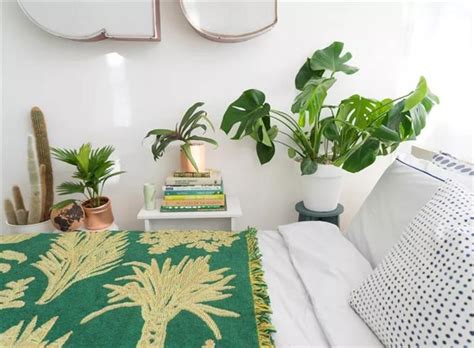 香杉木陰氣 适合放在卧室的植物